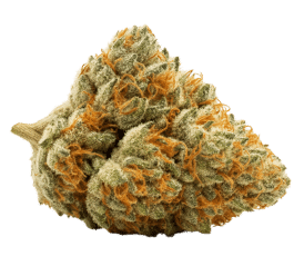golden goat